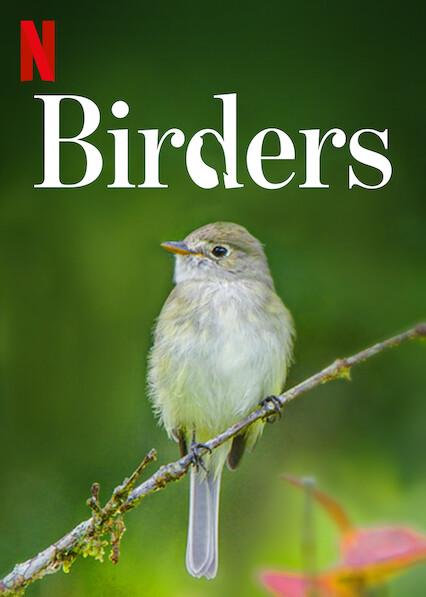 Observadores de Aves