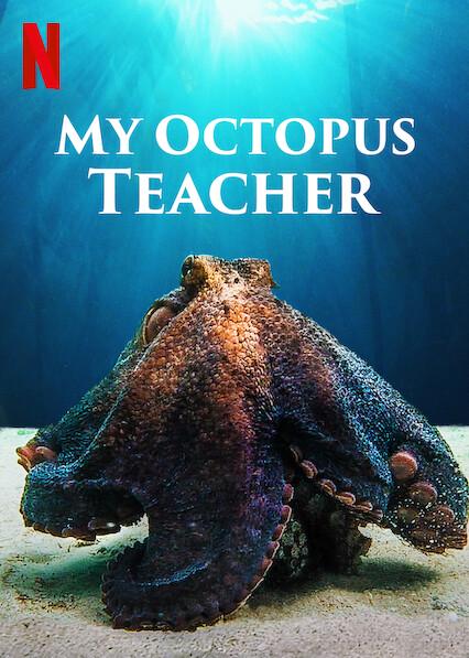 Meu Octopus Profissional