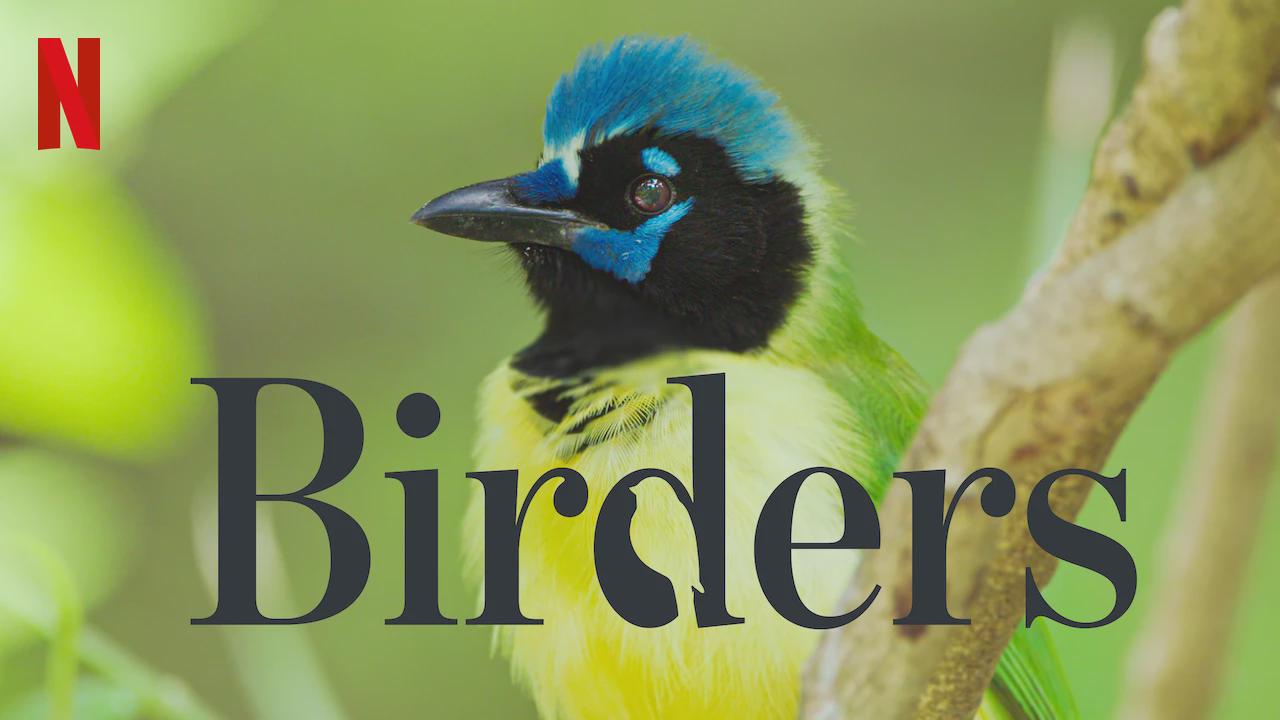 Observadores de Aves