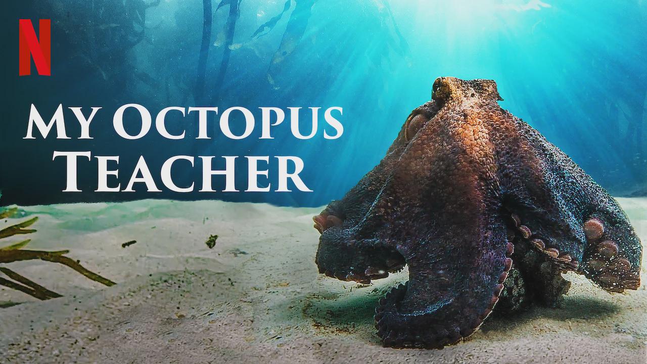 Meu Octopus Profissional