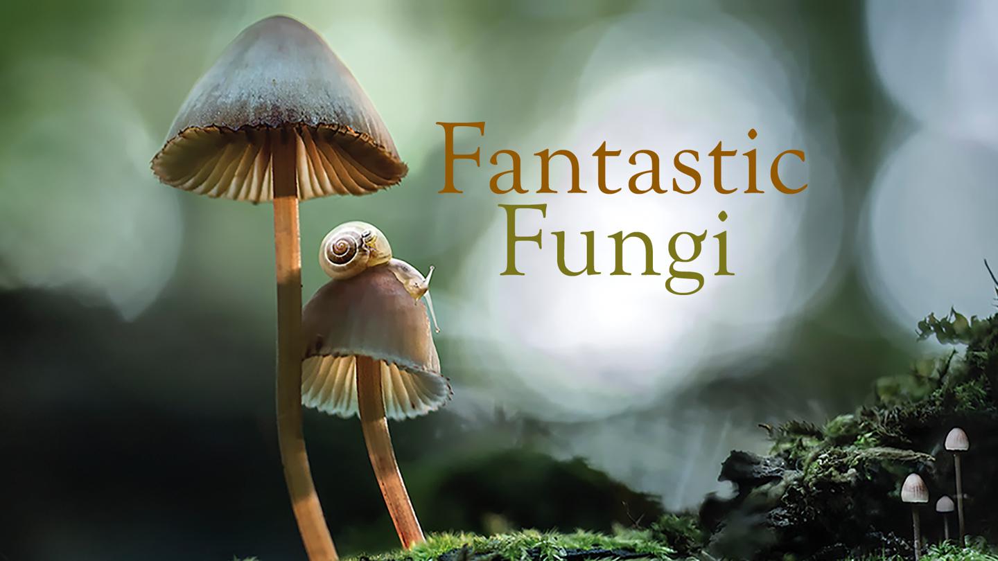 Fungi Fantásticos