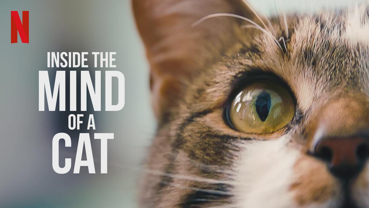 Dentro da Mente de um Gato